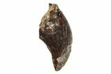 Serrated, Dromaeosaurid Theropod (Acheroraptor) Tooth - Montana #204232-1